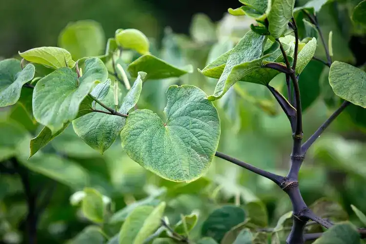 The Science Behind Kava Extract Powder and Stress Reduction